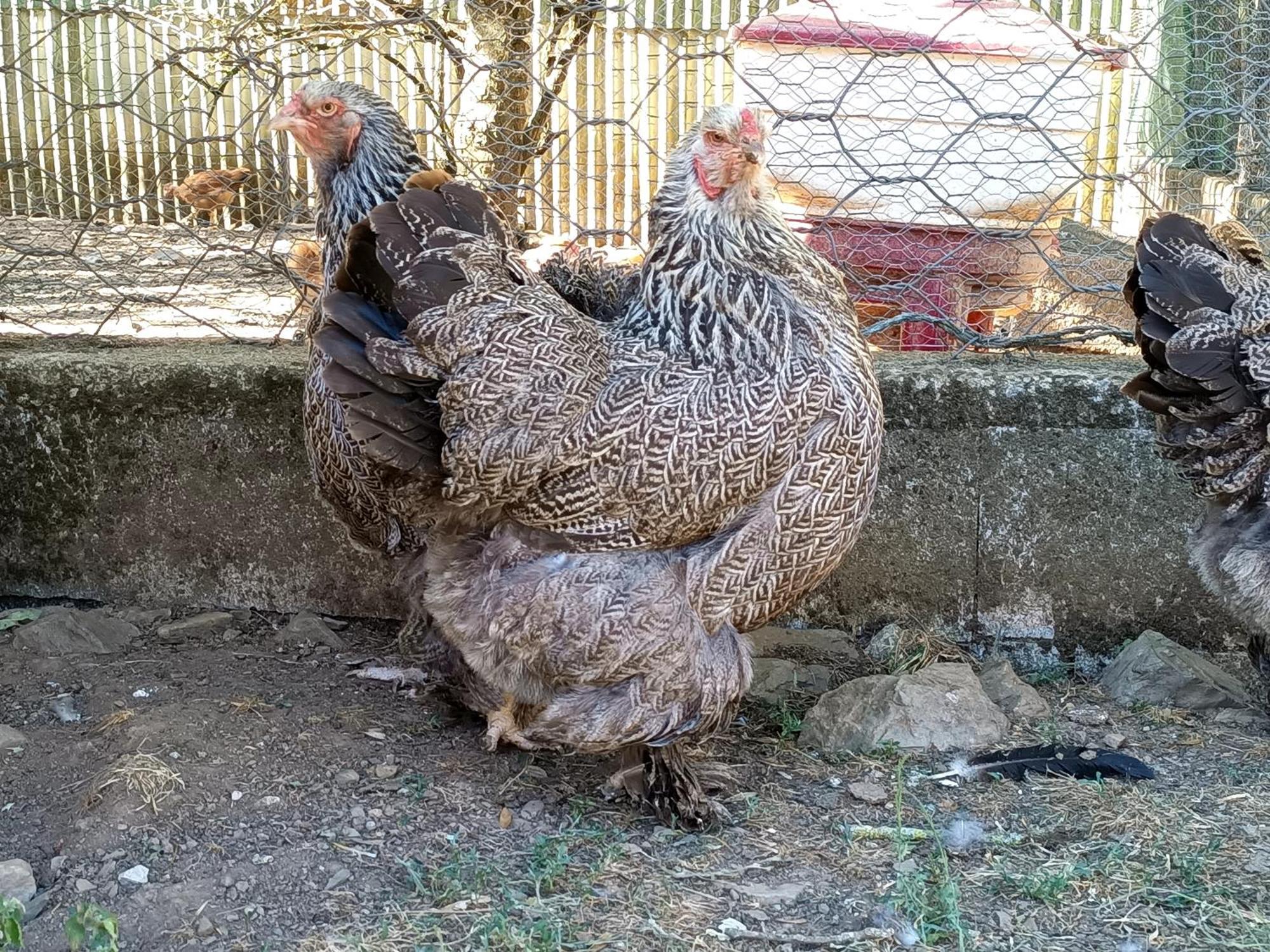 Saint-Pons-de-Thomieres Ferme Les Therondels מראה חיצוני תמונה